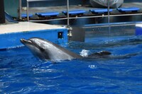 ドルフィンパフォーマンスが始まるまで、のびのびと過ごすイルカ