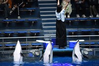 ドルフィンパフォーマンスの様子