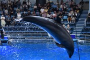 ドルフィンパフォーマンスの様子