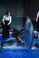 ドルフィンパフォーマンスの様子