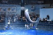 ドルフィンパフォーマンスの様子