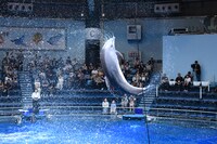 ドルフィンパフォーマンスの様子