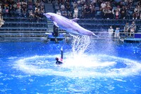 ドルフィンパフォーマンスの様子