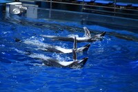 観客に手を振りながら泳ぐイルカたち