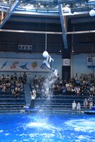 大きくジャンプをしたイルカ