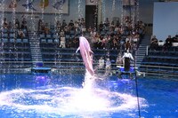 「ChaO」スペシャルコラボドルフィンパフォーマンスの様子