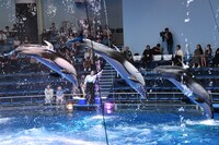 「ChaO」スペシャルコラボドルフィンパフォーマンスの様子
