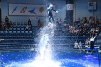 「ChaO」スペシャルコラボドルフィンパフォーマンスの様子