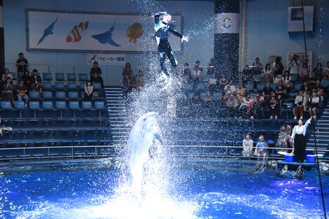 「ChaO」スペシャルコラボドルフィンパフォーマンスの様子