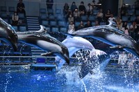 鈴鹿央士、山田杏奈、太田駿静の合図で、一斉にジャンプをするイルカたち