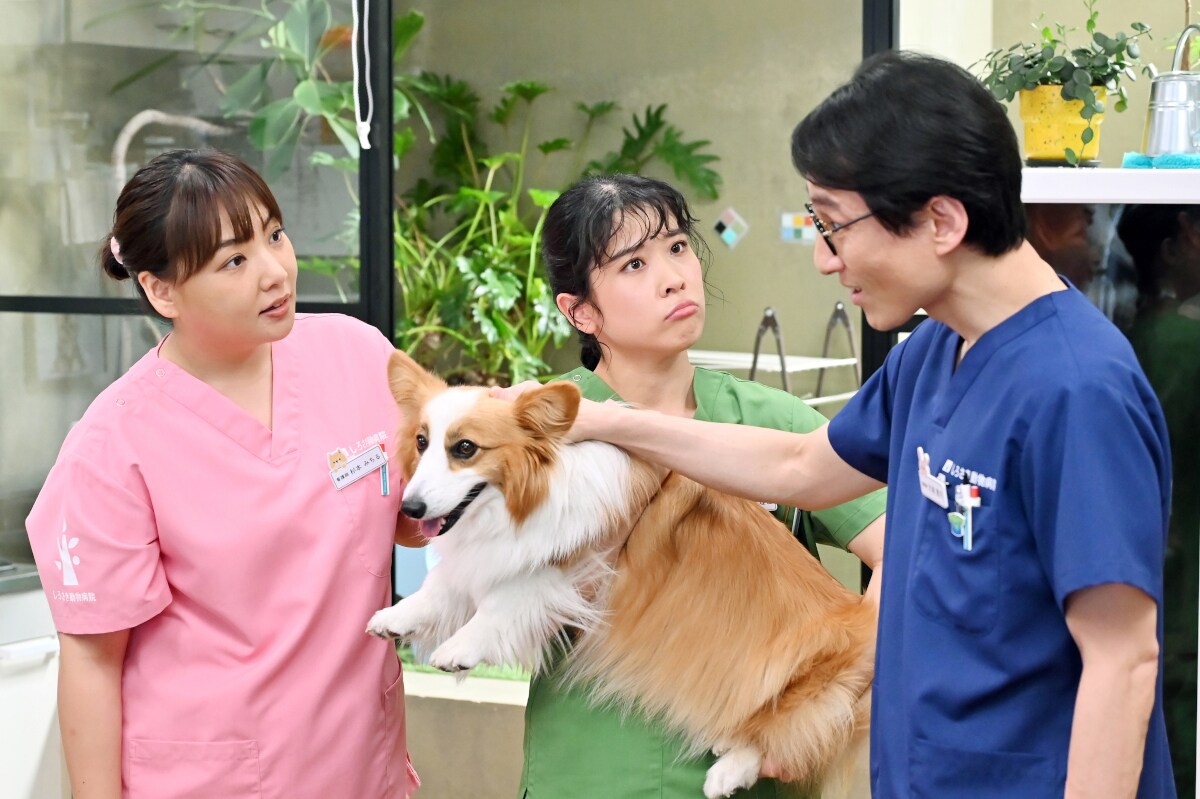 萩原利久が主演！「初恋DOGs」サイドストーリー配信、動物看護師の恋と