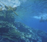 「海は生きている」場面写真（資料提供：記録映画保存センター）