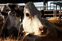 「COW／牛」場面写真 ©Cow Film Ltd & British Broadcasting Corporation 2021