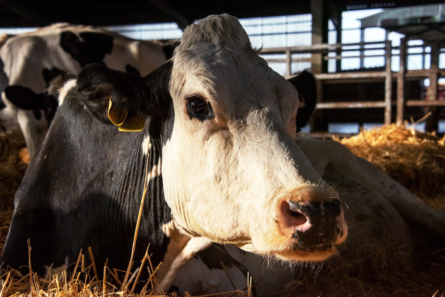 「COW／牛」場面写真 ©Cow Film Ltd & British Broadcasting Corporation 2021