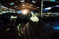 「COW／牛」場面写真 ©Cow Film Ltd & British Broadcasting Corporation 2021