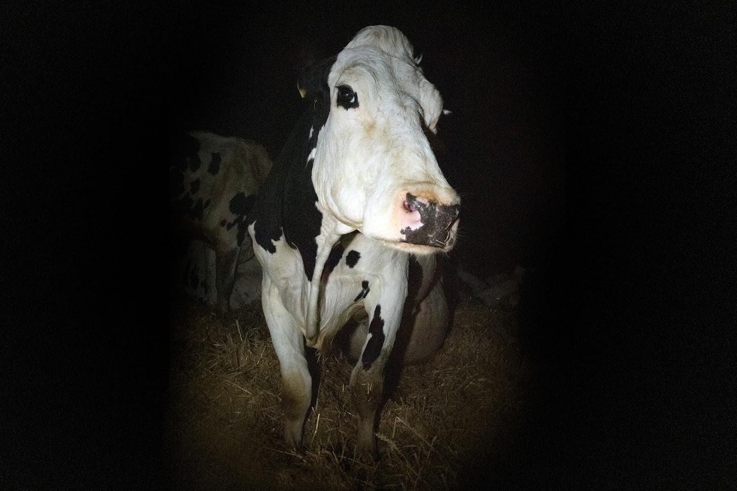 「COW／牛」場面写真 ©Cow Film Ltd & British Broadcasting Corporation 2021