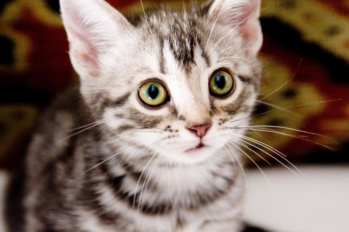「グーグーだって猫である」場面写真
