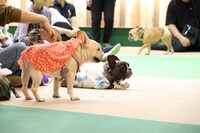 「THE オリバーな犬、(Gosh!!)このヤロウ MOVIE」わんこ試写会の様子
