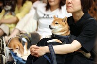 「THE オリバーな犬、(Gosh!!)このヤロウ MOVIE」わんこ試写会の様子