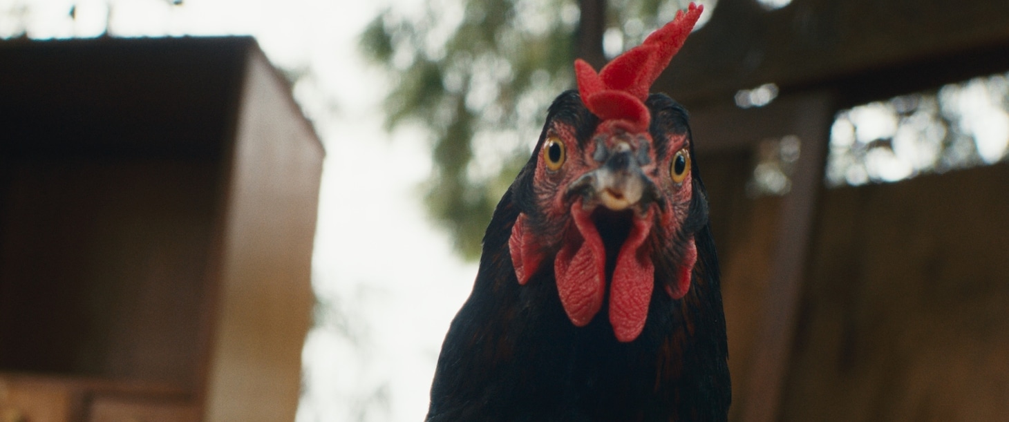 「雌鶏」場面写真 ©Pallas Film 2025 film still by DOP Giorgos Karvelas