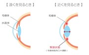 遠く・近くを見るときの目の仕組み