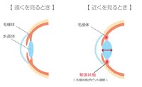 遠く・近くを見るときの目の仕組み