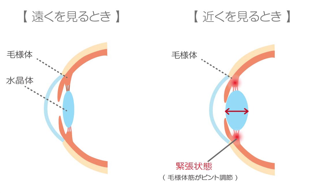 遠く・近くを見るときの目の仕組み