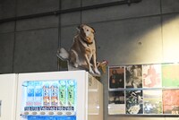 ユーロスペースのロビーに、アキ・カウリスマキ監督作「枯れ葉」に登場する犬・アンサのパネルが。自販機の上から観客を見守っている