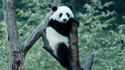 「パンダのすごい世界」場面写真