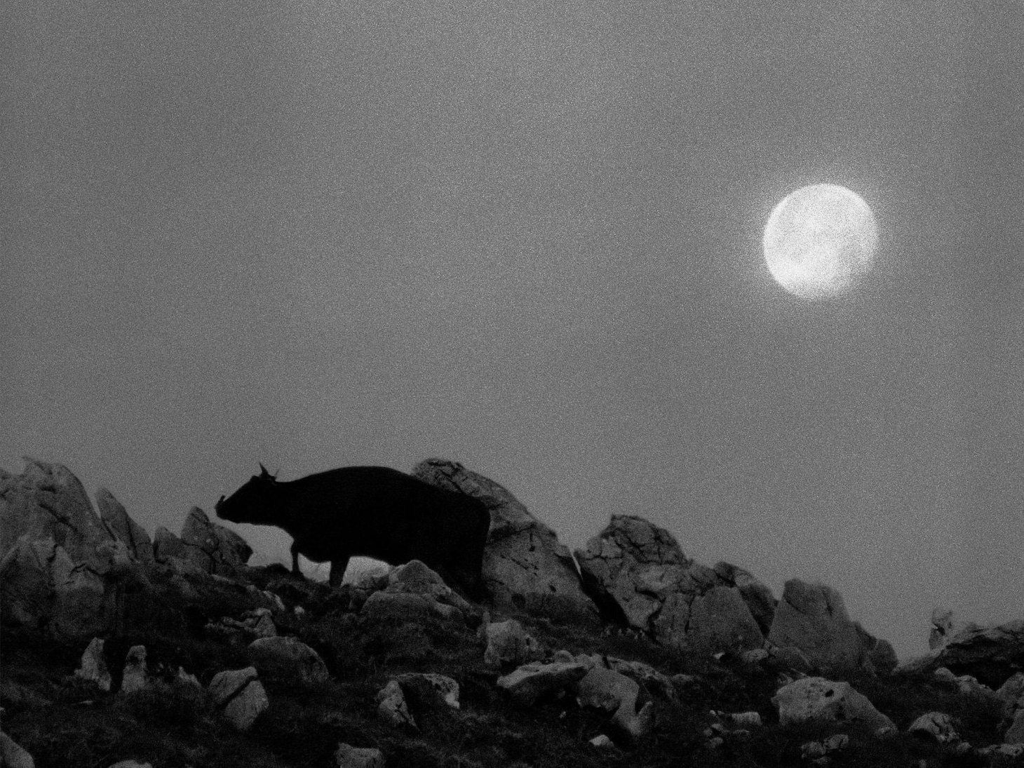 「黒の牛」場面写真