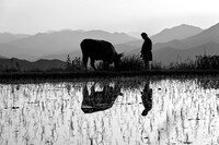 「黒の牛」場面写真