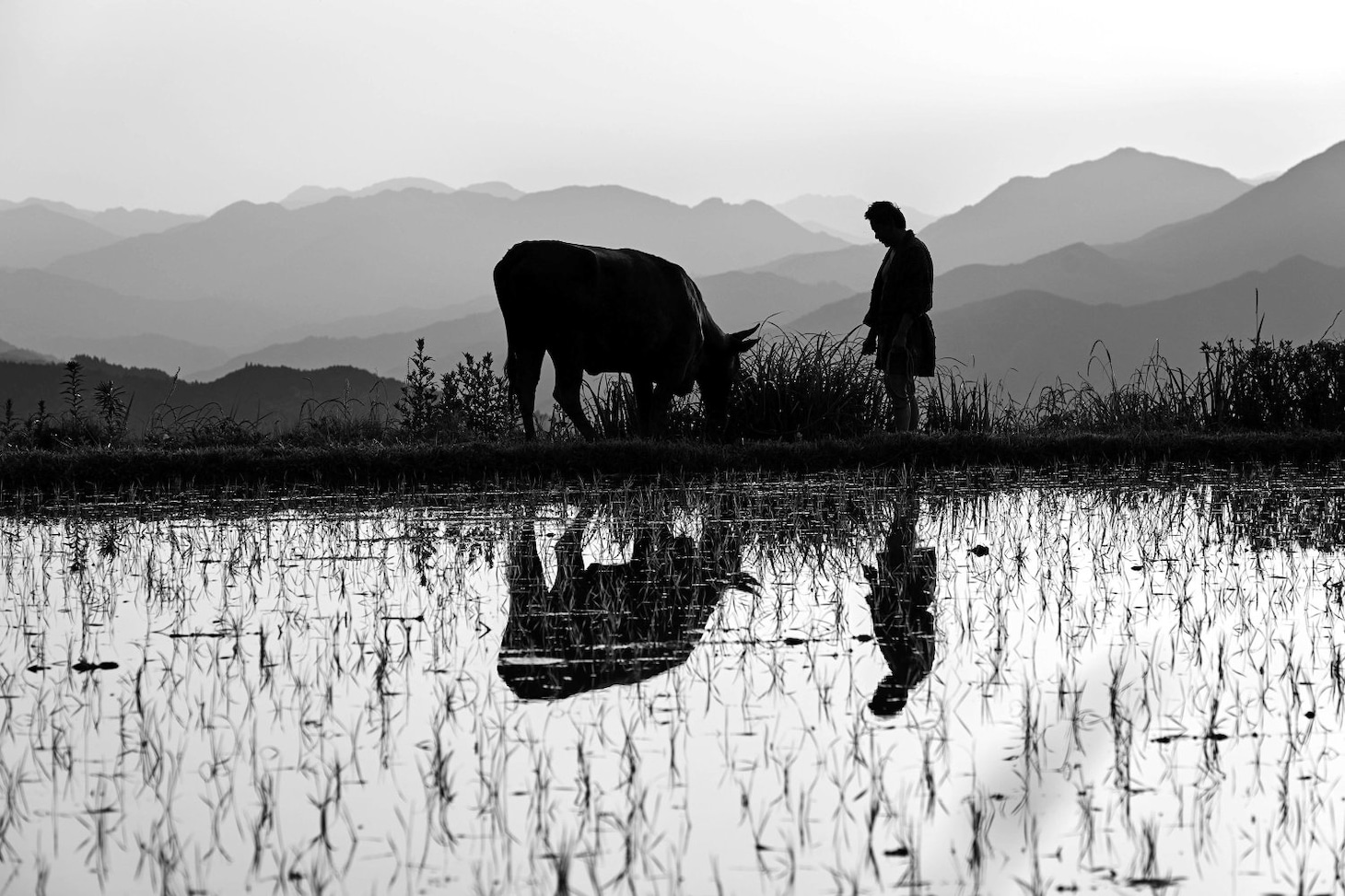 「黒の牛」場面写真