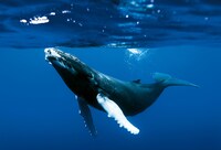 「オーシャンズ」場面写真 ©2009 Galatée Films – Pathé – France 2 Cinéma – France 3 Cinéma – Notro Films – JMH-TSR