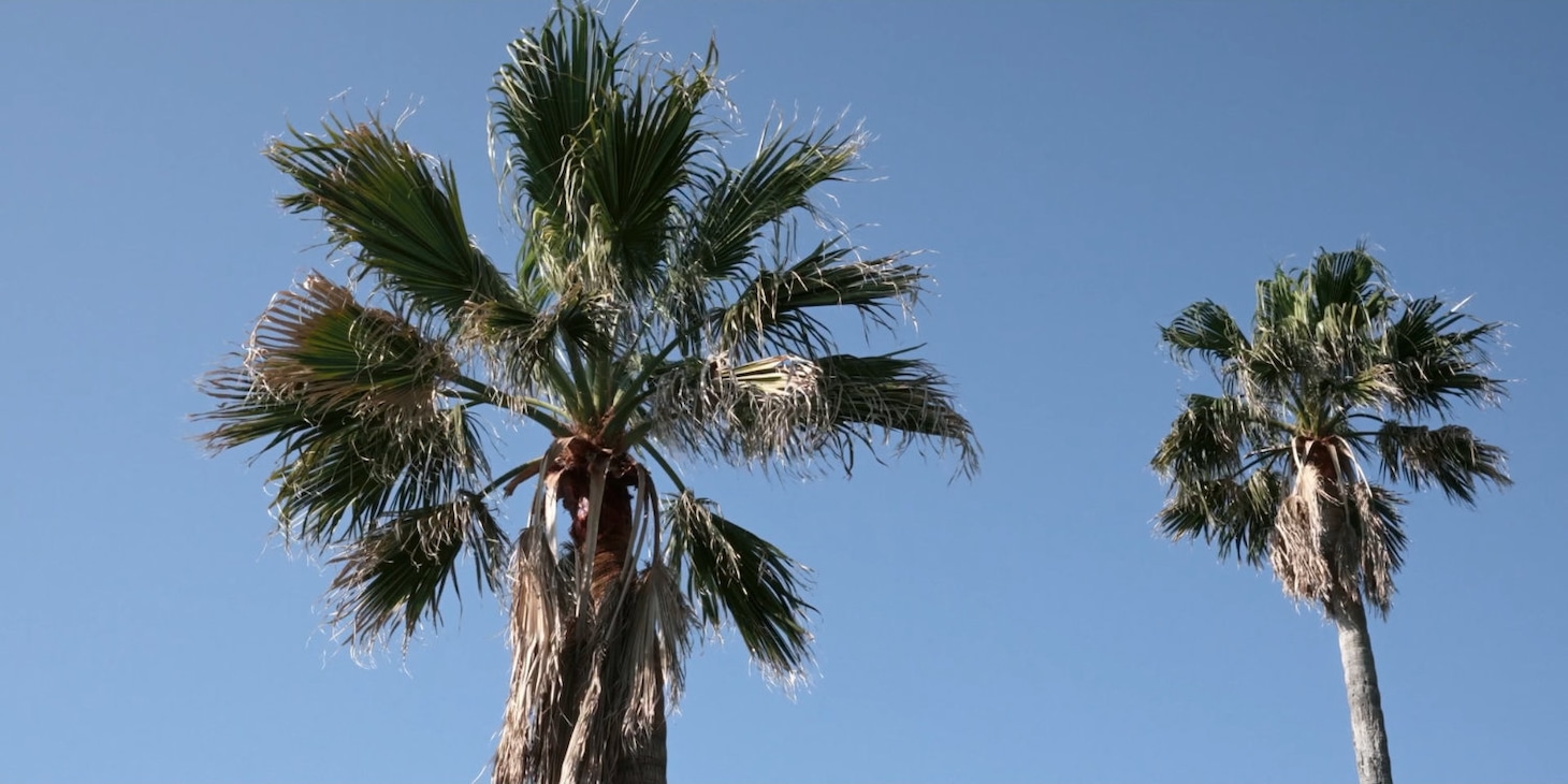 「椰子の高さ」場面写真