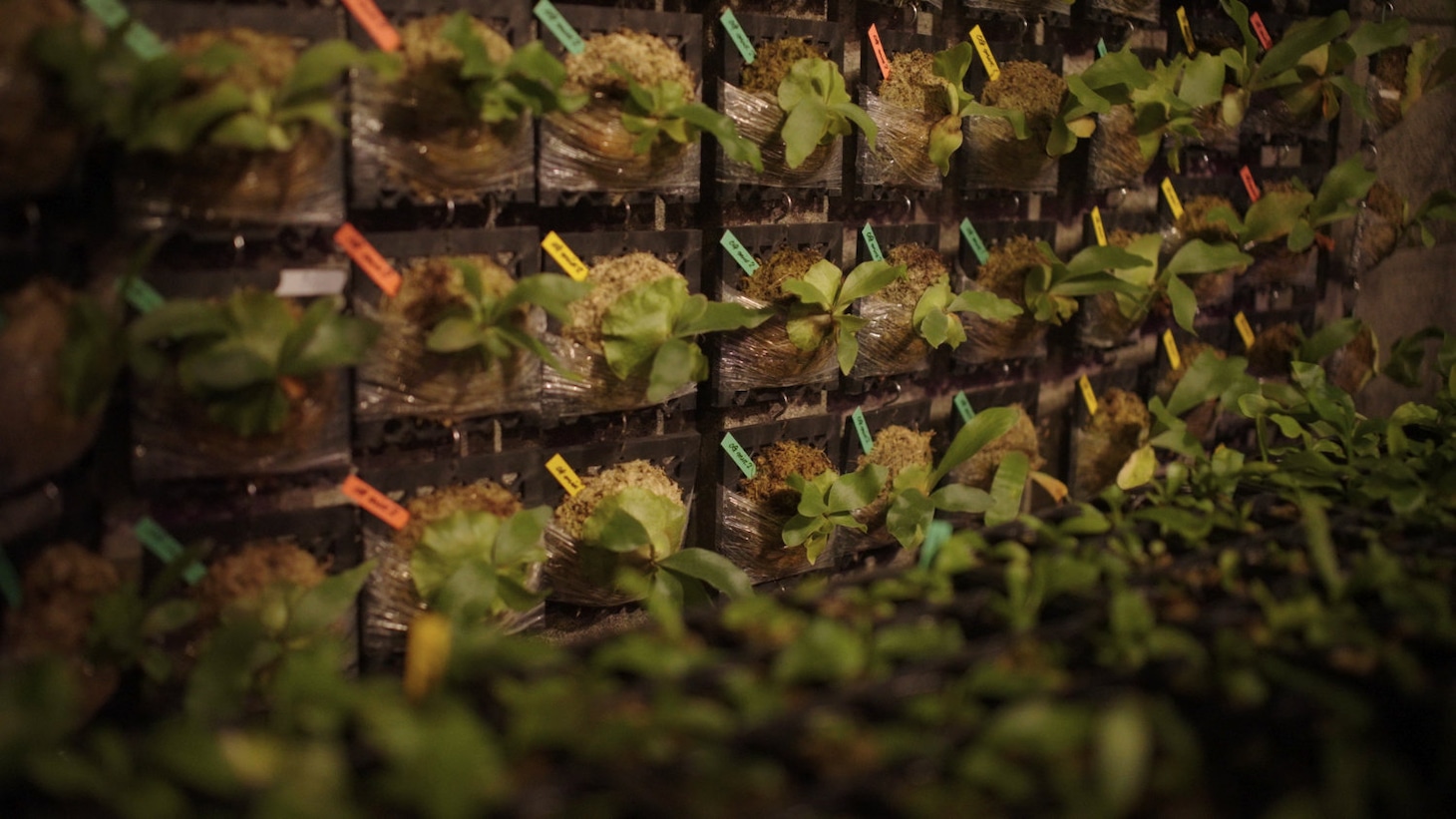 「変態植物倶楽部」4話の場面写真