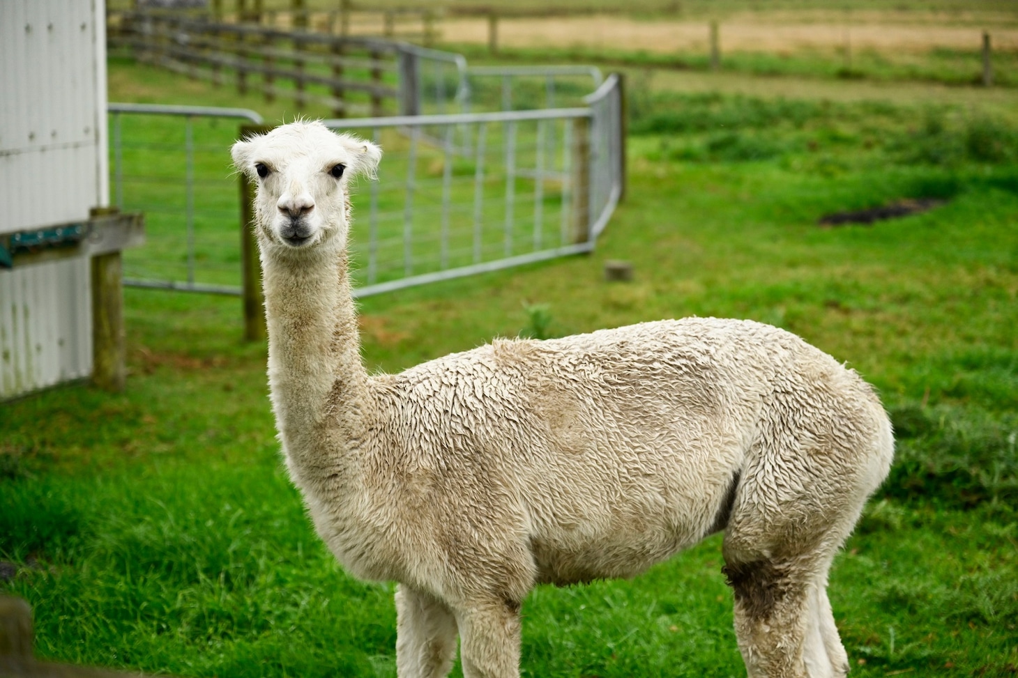 映画「楓」メイキング写真。福士蒼汰が撮影したアルパカ