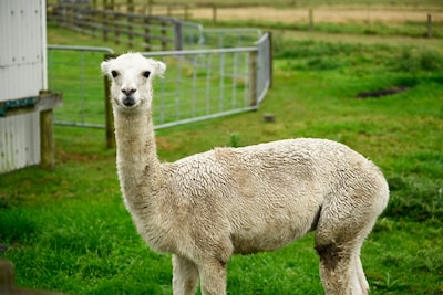 映画「楓」メイキング写真。福士蒼汰が撮影したアルパカ