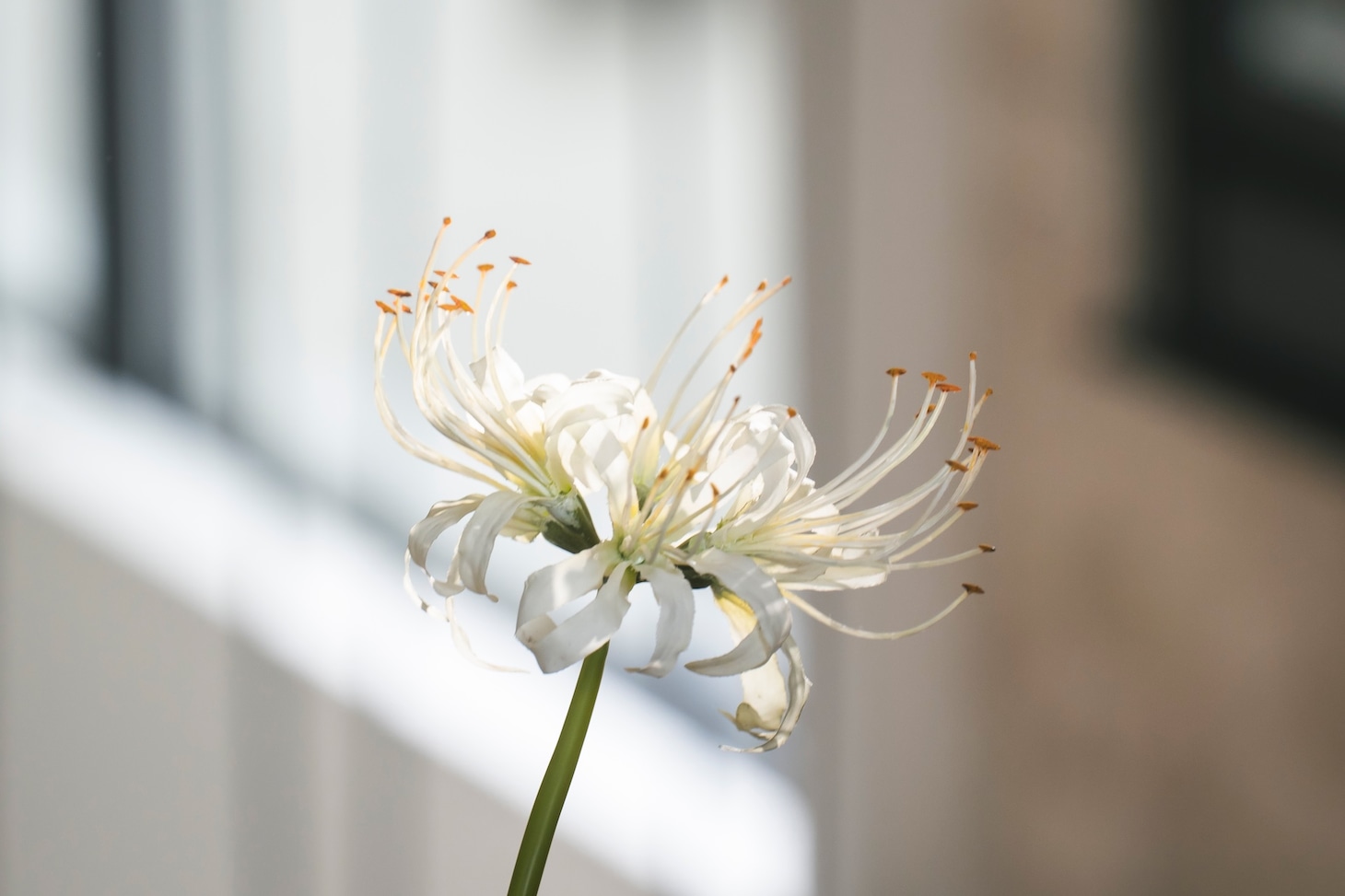 「鬼の花嫁」メイキング写真