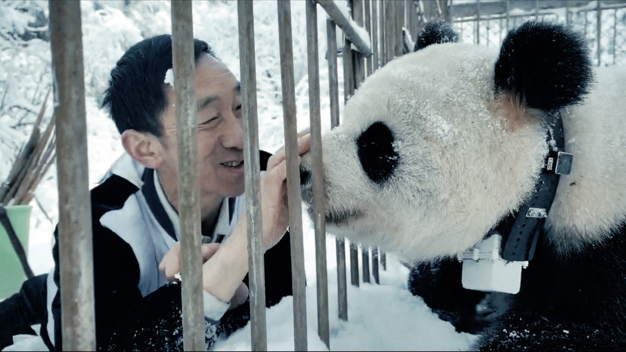 ドキュメンタリー映画「パンダのすごい世界」新場面写真 - ふわふわ