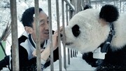 ドキュメンタリー映画「パンダのすごい世界」新場面写真