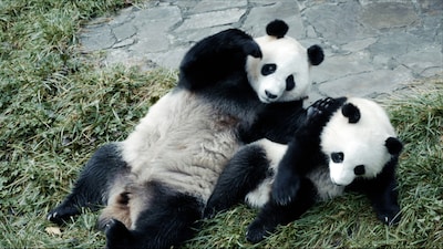 ドキュメンタリー映画「パンダのすごい世界」新場面写真