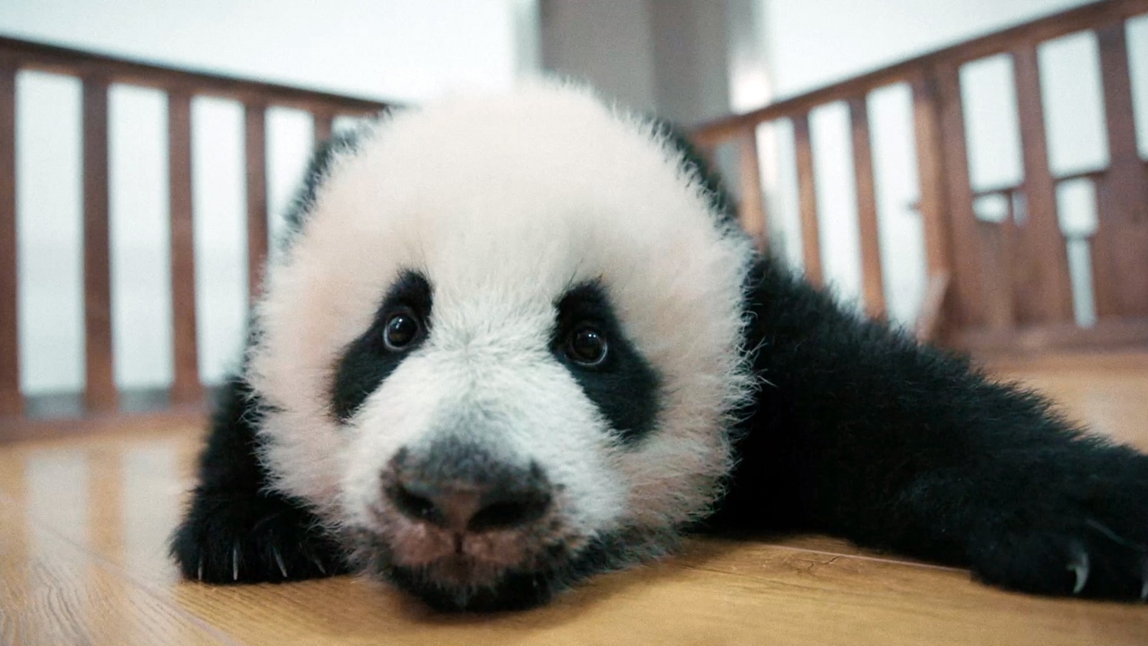 ドキュメンタリー映画「パンダのすごい世界」新場面写真