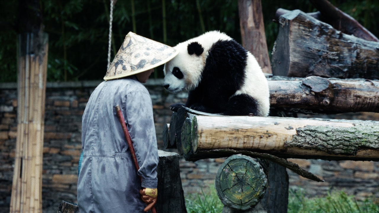 ドキュメンタリー映画「パンダのすごい世界」新場面写真