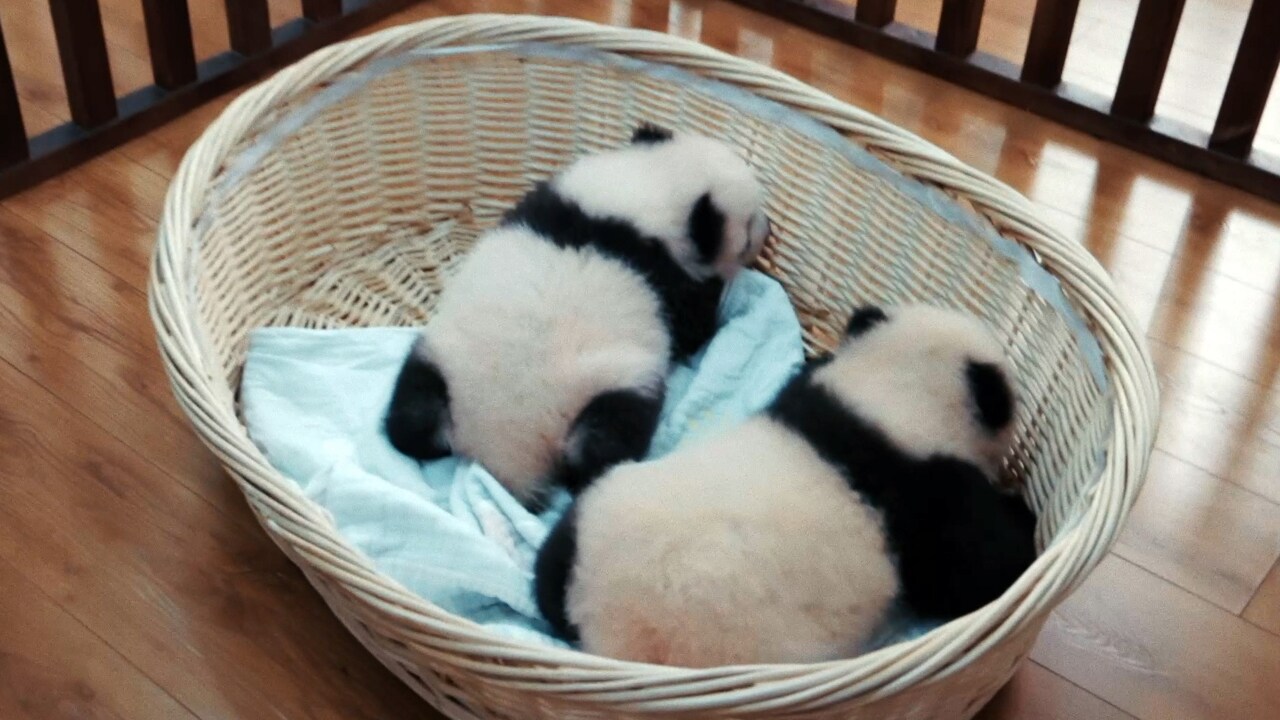 パンダのすごい世界」新場面写真 - ふわふわ、コロコロ、のびのび