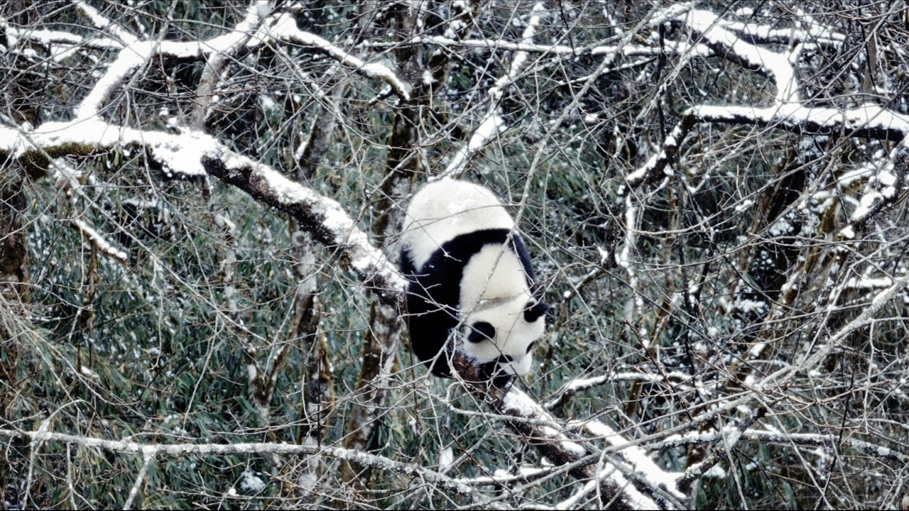 ドキュメンタリー映画「パンダのすごい世界」新場面写真