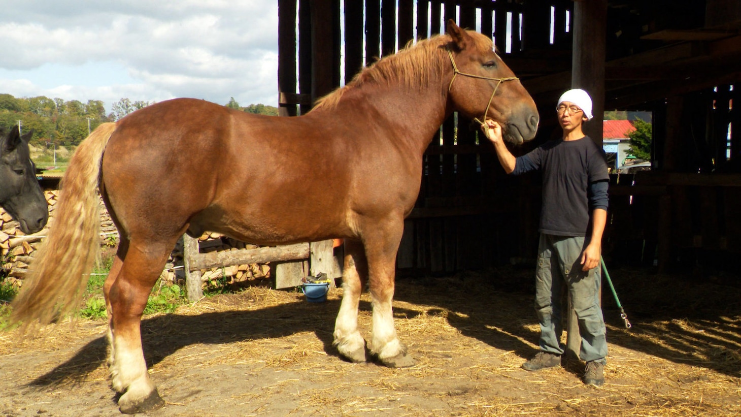 「ダーウィンが来た！ 大河コラボ！干支のウマ “相棒力”の秘密に迫る」より