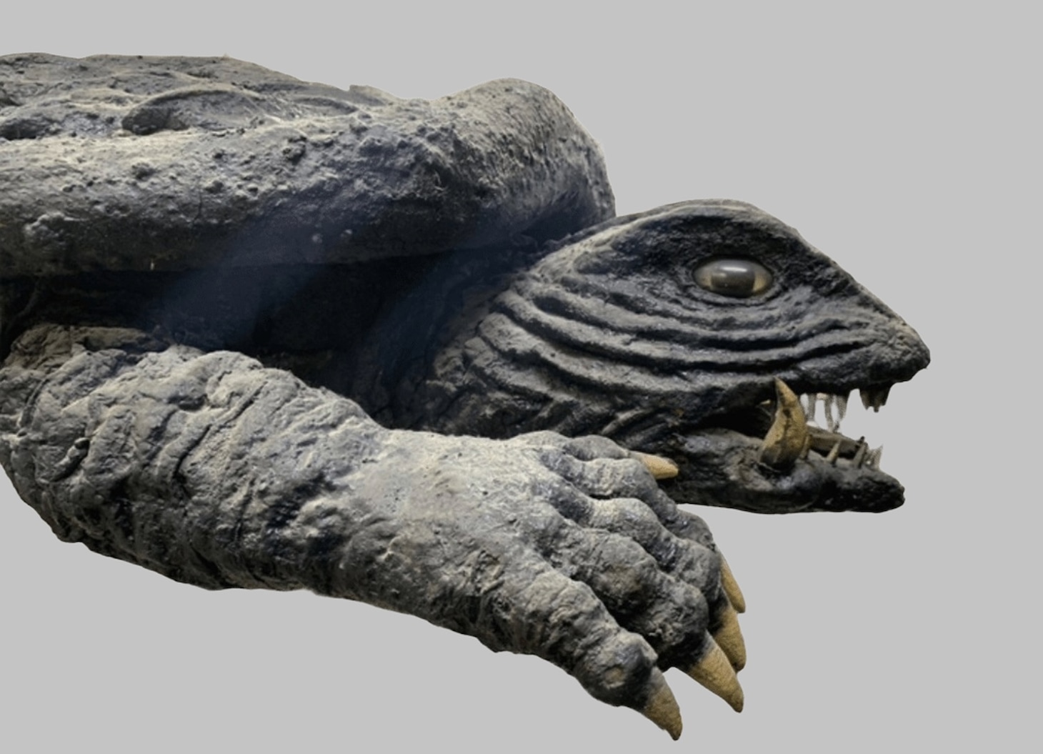 「ガメラEXPO in なんば」で展示される“飛びガメラ”