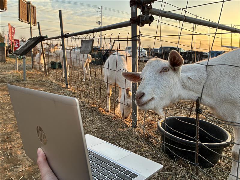 ホラー映画「FREWAKA／フレワカ」予告編を埼玉のヤギに見せてみた、狂夢ビジュアル4種も解禁