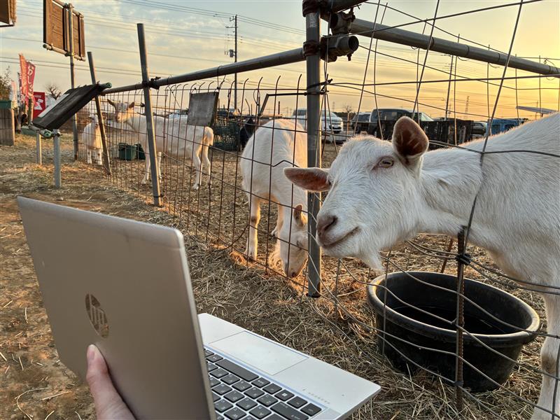 「FREWAKA／フレワカ」予告編を鑑賞する、埼玉・加藤牧場のヤギ