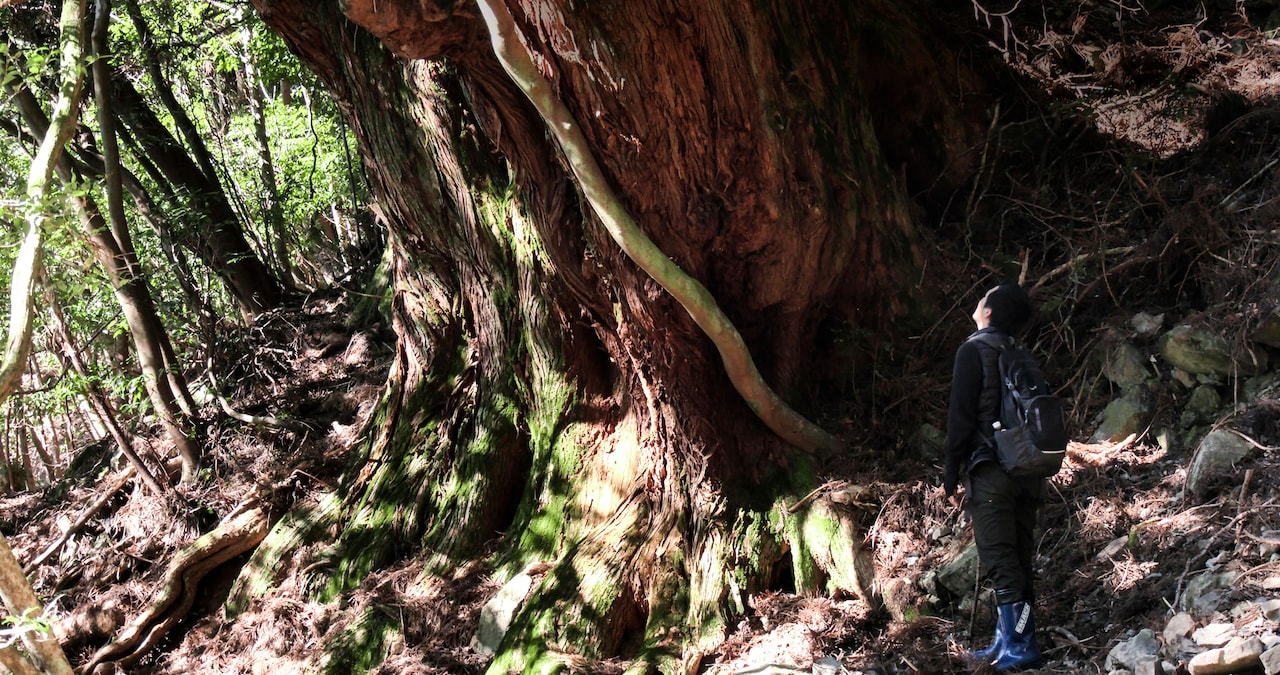 ドキュメンタリー映画「森に聴く Listen to the Forest」場面写真